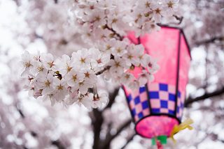 提灯と桜